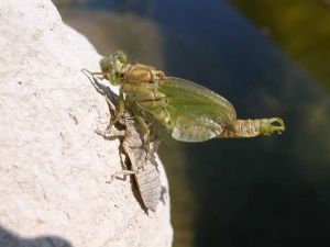 Onychogomphe à pinces (Onychogomphus forcipatus) 3 : Philippe Lavaux