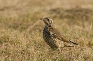 Grive draine  Turdus viscivorus  (Christophe Dhéry)