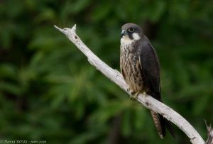 Faucon d'Eléonore Falco eleonorae (David Roux) 