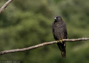 Faucon d'Eléonore Falco eleonorae (David Roux) 