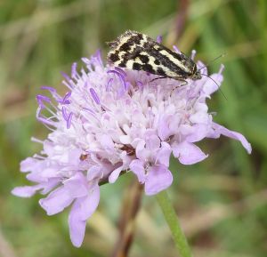 Arlequinette jaune (Acontia trabealis) : Daniel BIZET