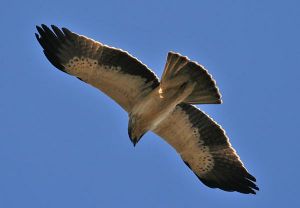 Aigle botté Hieraaetus pennatus (Jean Pierre Trouillas)