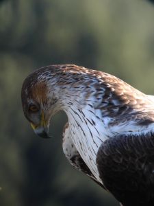 Aigle de Bonelli Hieraaetus fasciatus (Bérenger Remy)