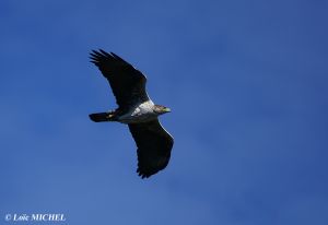 Aigle de Bonelli Hieraaetus fasciatus  (Loïc Michel)