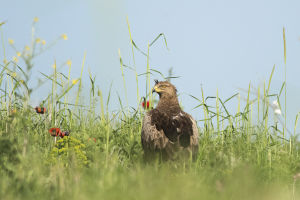 Aigle pomarin Clanga pomarina (Maxime.Briola)