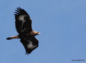 Aigle Royal Aquila chrysaetos (Victor Cazalis)