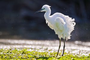 Aigrette garzette Egretta garzetta (Gilbert Lacassin)