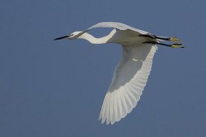 Aigrette garzette Egretta garzetta (Christian Testaniere)