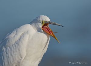 Aigrette garzette Egretta garzetta (Gilbert Lacassin)