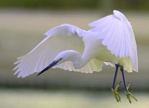 Aigrette garzette Egretta garzetta (Christian Testaniere)