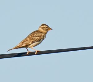 Moineau soulcie Petronia petronia  (Gilbert Lacassin)