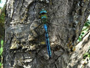  Anax empereur (Anax imperator) : Geoffrey MONCHAUX