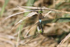 Anax napolitain (Anax parthenope) : Jean-Pierre Trouillas