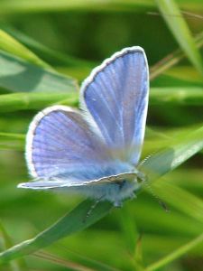 Azuré commun Polyommatus icarus (RSe) : mâle