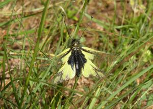 Ascalaphe soufré (Libelloides coccajus) : Daniel BIZET