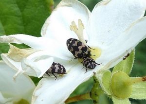 Attagenus trifasciatus : Michèle CARRE