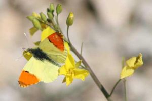 Aurore Anthocharis cardamines (Roger Védère) : mâle