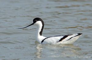 Avocette élégante Recurvirostra avosetta (Christian Testanière)