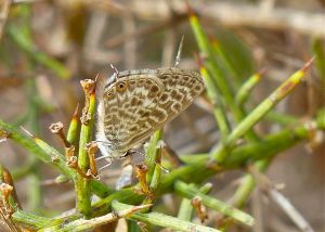 Azure de la Luzerne Leptotes pirithous (Michèle Carré)