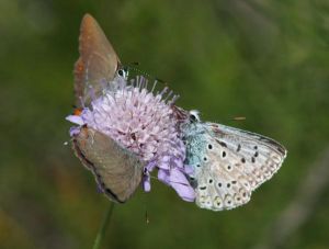 1 Bleu-nacré d'Espagne (Lysandra hispana) et 2 Thècles, sans doute du kermès (Thecla esculi) : Roger Védère