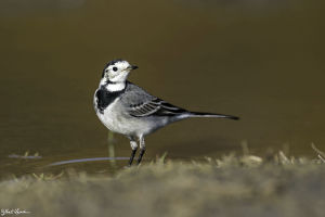 Bergeronnette grise Motacilla alba (G. Lacassin)