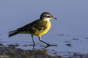 Bergeronnette printanière Motacilla flava (G. Lacassin)