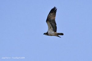 Balbuzard Pêcheur Pandion haliaetus (Jean Pierre Trouillas)