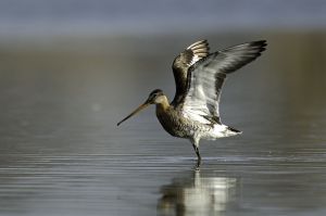 Barge rousse Limosa lapponica (Gilbert Lacassin)