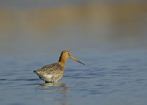 Barge rousse Limosa lapponica (Gilbert Lacassin)