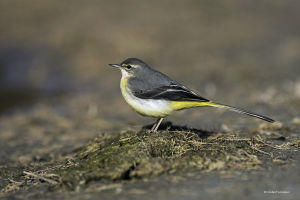 Bergeronnette des ruisseaux Motacilla cinerea (G. Lacassin)