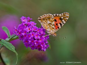 Belle-Dame (Vanessa cardui) : Gilbert Lacassin