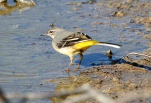 Bergeronnette des Ruisseaux Motacilla cinerea (Jean-Pierre Trouillas)