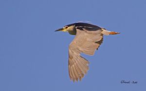 Bihoreau gris Nycticorax nycticorax (Francis Burst) : 