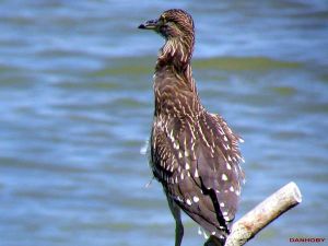 Bihoreau Gris Nycticorax nycticorax (Daniel Millot)