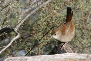 Bouscarle Cetti Cettia cetti (Jean Pierre Trouillas)