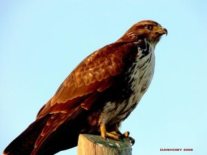 Buse Variable Buteo buteo (Daniel Millot)