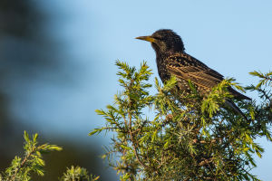 Etourneau sansonnet Sturnus vulgaris (Christophe Dhéry)