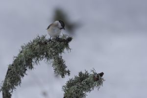 Mésange nonnette Poecile palustris (Christophe Dhéry)