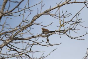 Grive litorne (Turdus pilaris) : Clément Giordano