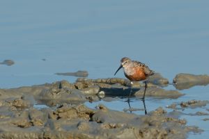 Bécasseau cocorli Calidris ferruginea (Christophe Grousset)