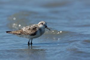 Bécasseau sanderling Calidris alba (Christophe Grousset)