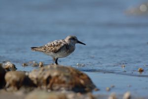 Bécasseau sanderling Calidris alba (Christophe Grousset)