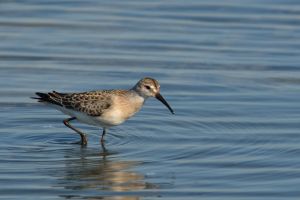 Bécasseau variable Calidris alpina (Christophe Grousset)