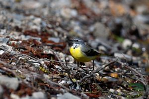 Bergeronnette des ruisseaux Motacilla cinerea  (Christophe Grousset)