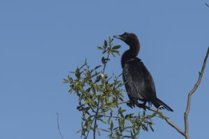 Cormoran pygmée Microcarbo pygmeus (Christophe Grousset)