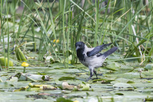 Corneille mantelée Corvus cornix (Christophe Grousset)