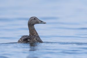 Eider à duvet (Somateria mollissima) : Christophe Grousset 