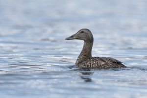 Eider à duvet (Somateria mollissima) : Christophe Grousset 