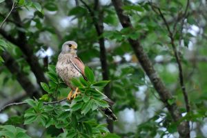 Faucon crécerelle Falco tinnunculus (Christophe.Grousset)