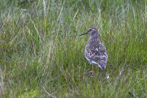 Bécasseau violet Calidris maritima (Christophe Grousset)